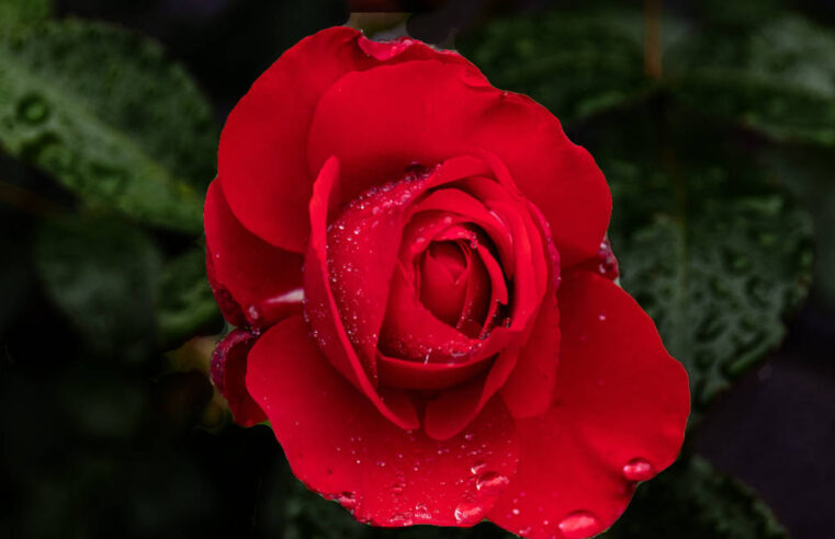 食物的艰苦生产...